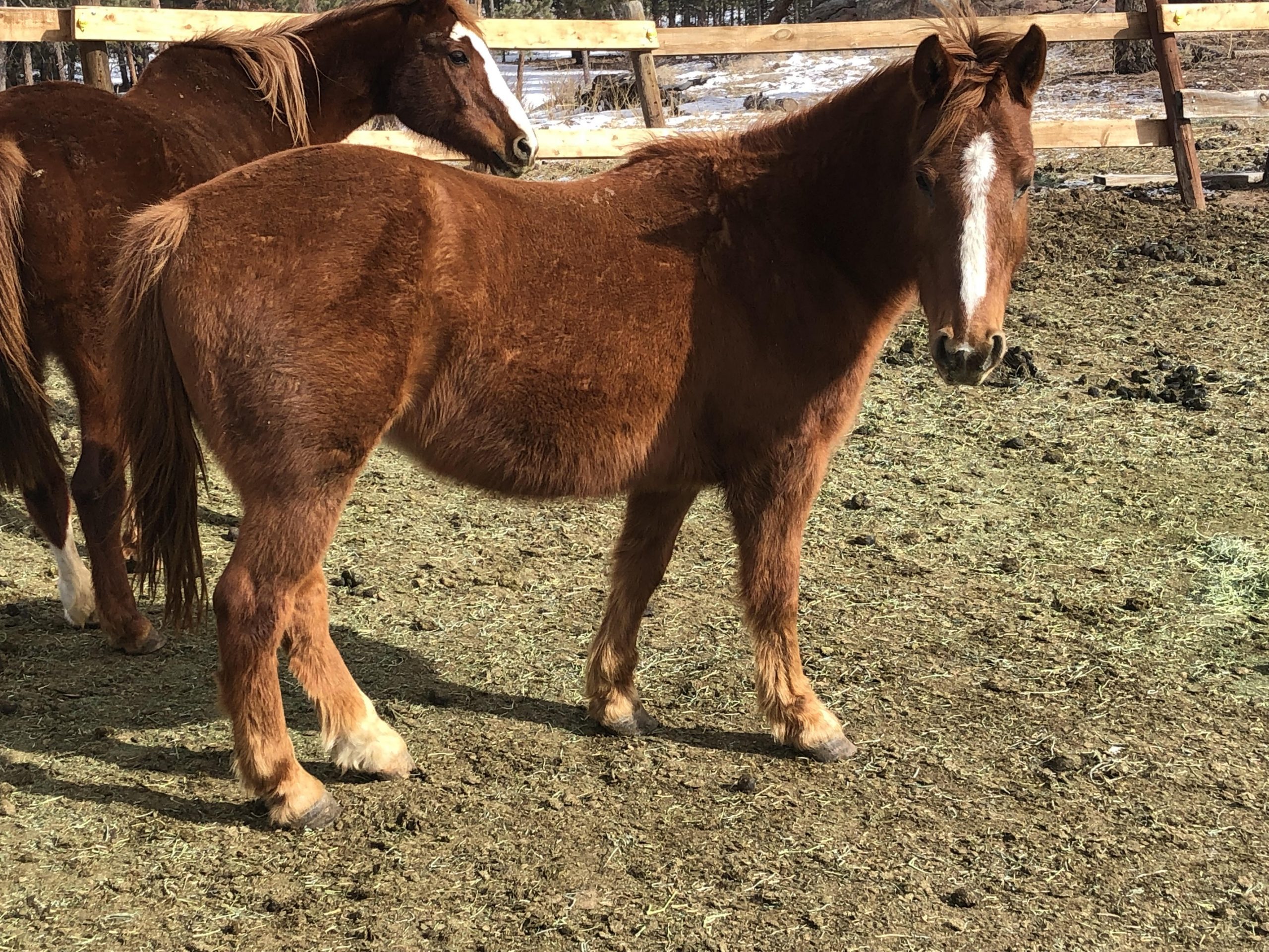 Brownie Horseback riding near Fort Collins, Horseback Riding, Trail Riding
