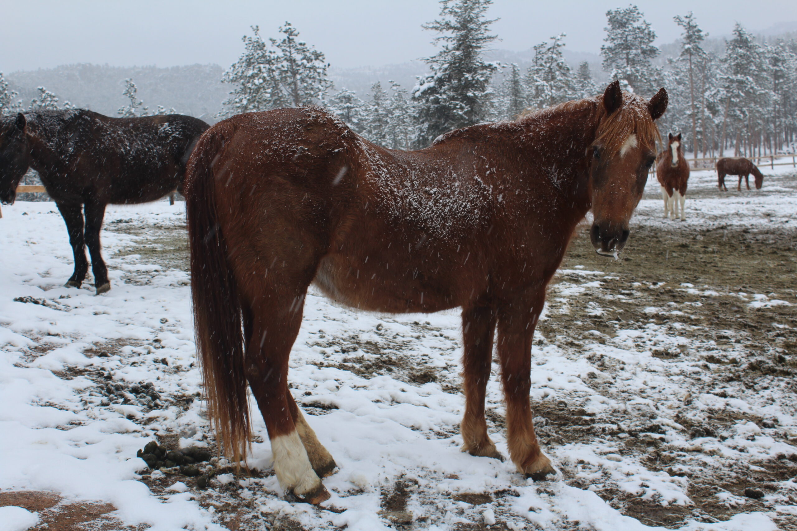 Callie_2025 Callie 2025, Winter, Snow