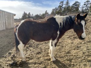 Clyde Horseback riding near Fort Collins, Horseback riding Colorado, Trail riding, Trail riding near Fort Collins, Trail riding Colorado