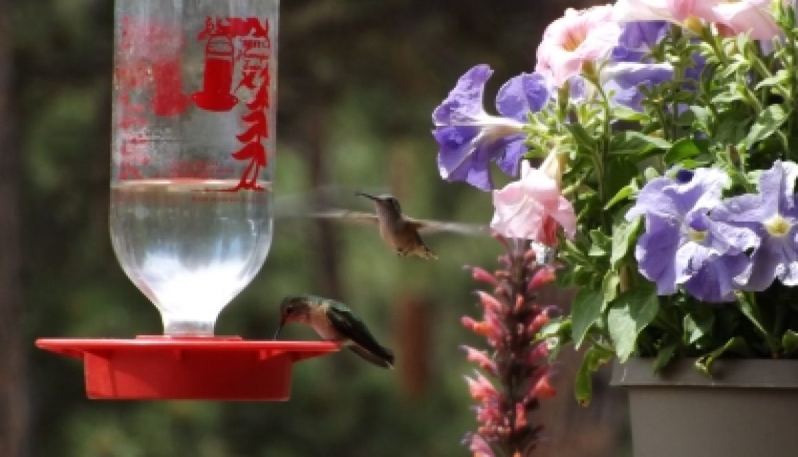 Colorado_Dude_Ranch_Hummers