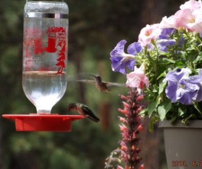 Colorado_Dude_Ranch_Hummers