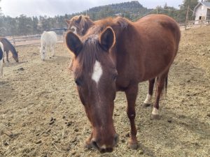 Diamond Horseback riding near Fort Collins, Horseback riding Colorado, Trail riding near Fort Collins, Trail riding Colorado