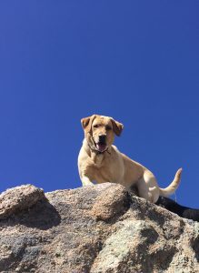 Dude Ranch Pet Friendly