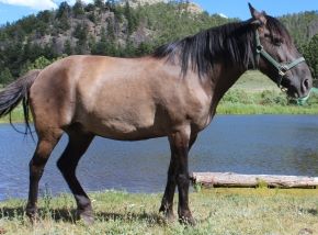 Mouse Pet Friendly family holiday dude ranch