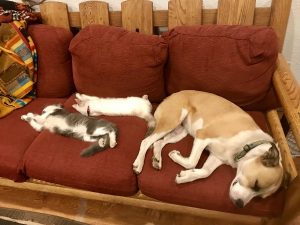 Boys and Dude Ranch Dog Massage Red Feather Lakes - Dude ranch summer 2019 adventure vacation all-inclusive pet friendly guest ranch