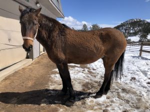 Remmington Affordable Horse back riding vacation with Remmington