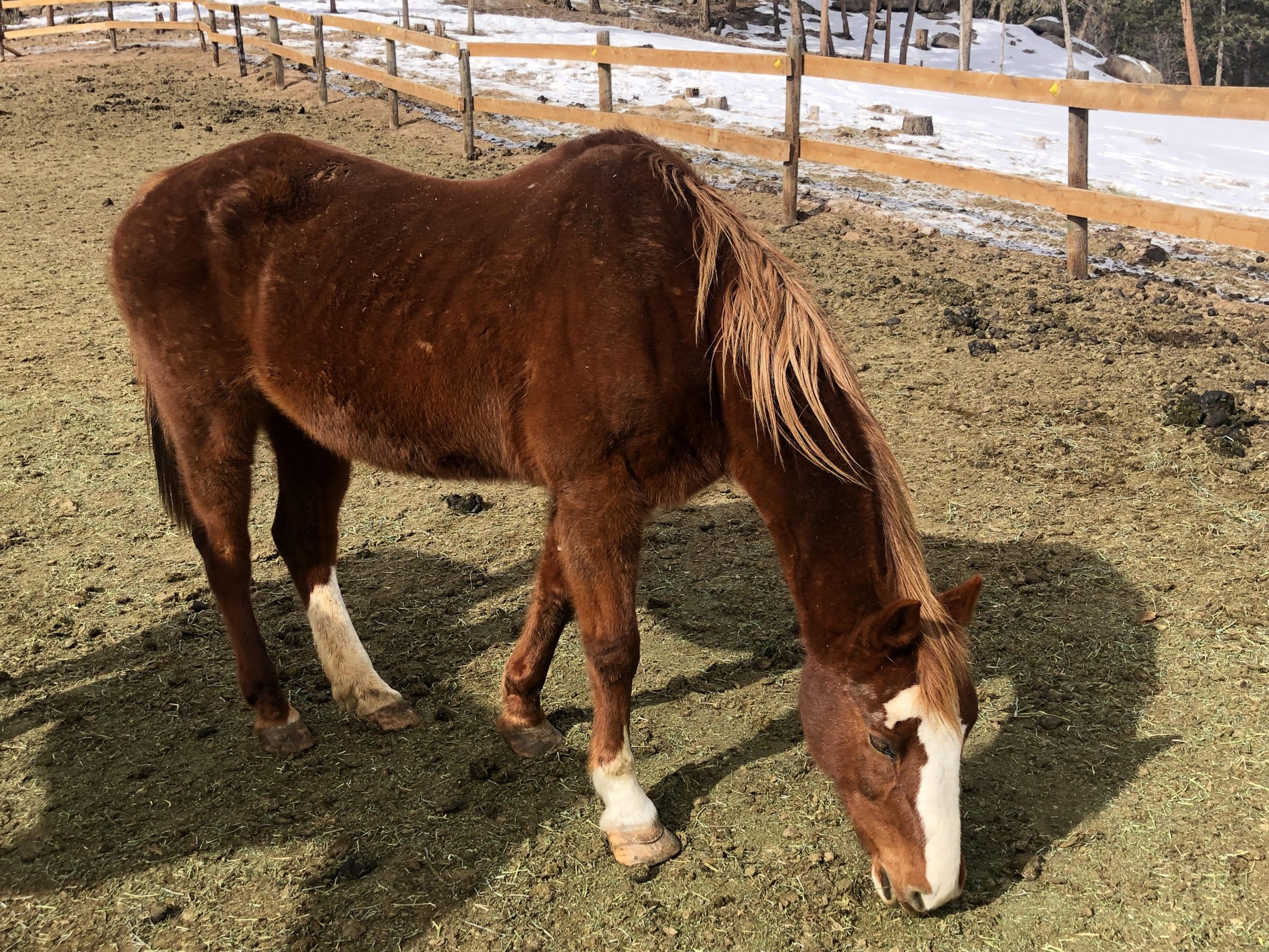 Rosey Horseback riding near Fort Collins, Horseback riding, Trail riding, Trail riding Colorado, Trial riding near Fort Collins