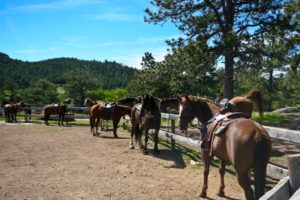 Dude Ranch Horses saddled for horseback ride