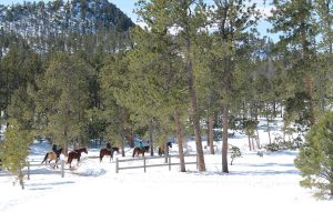 Winter Horseback Riding