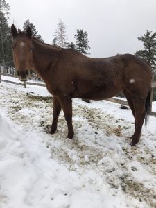 debbie Corona Virus Safer Colorado Guest Ranch