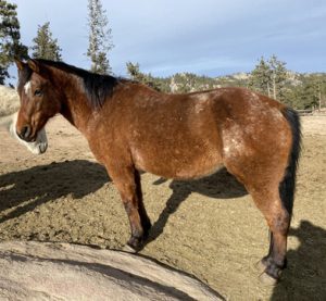 dolly Horseback riding near Fort Collins, Horseback riding Colorado, Trail riding near Fort Collins, Trail riding Colorado