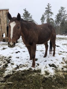 Affordable Corona Virus Safer Dude Ranch Colorado