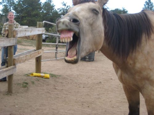 Colorado_fasmily_dude_ranch_horses colorado family dude ranch vacation packages