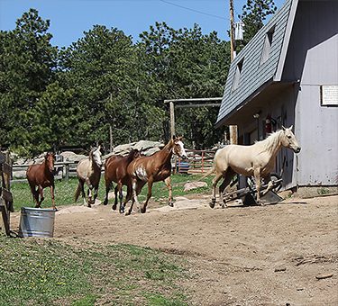 horses-running-to-barn