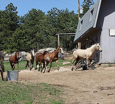 The horses return to the paddock for feeding time.