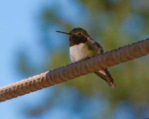 A Little bird told me... Bed & Breakfast Murder Mysteries in Red Feather Lakes