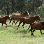 colorado dude ranch adventure family vacation affordable