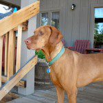 Being a pet friendly dude ranch allows the entire family to play together