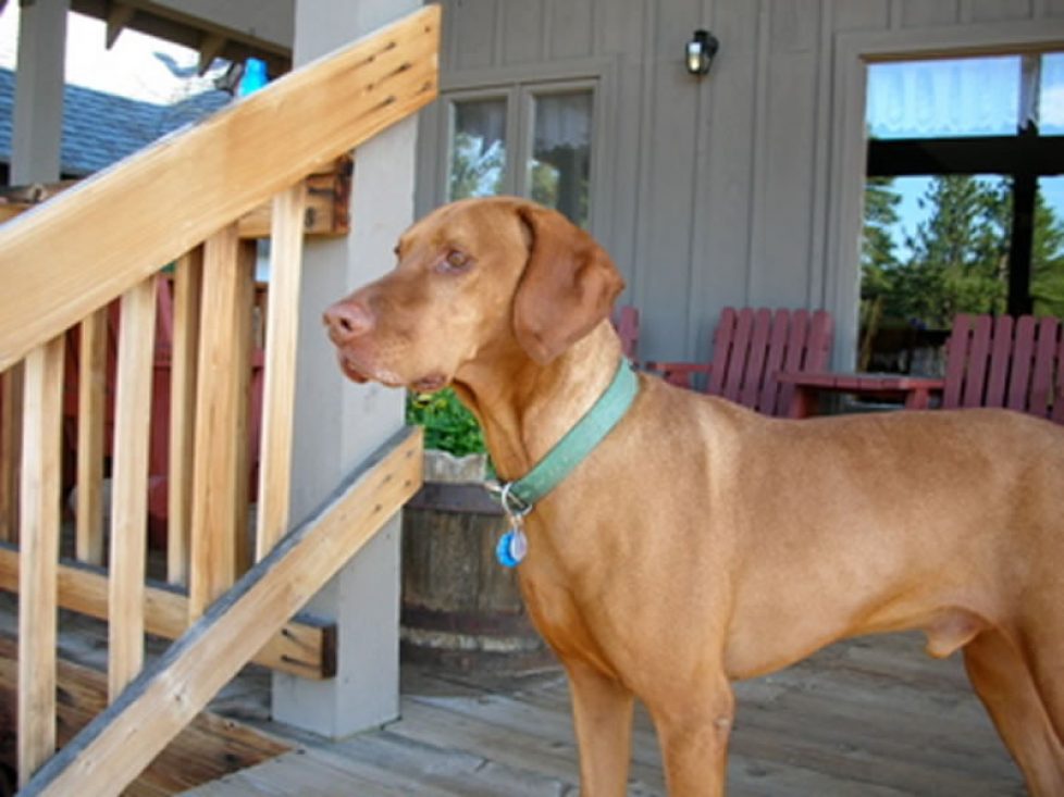 Being a pet friendly dude ranch allows the entire family to play together