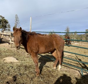 sasha Horseback riding near Fort Collins, Horseback riding Colorado, Trail riding near Fort Collins, Trail riding Colorado