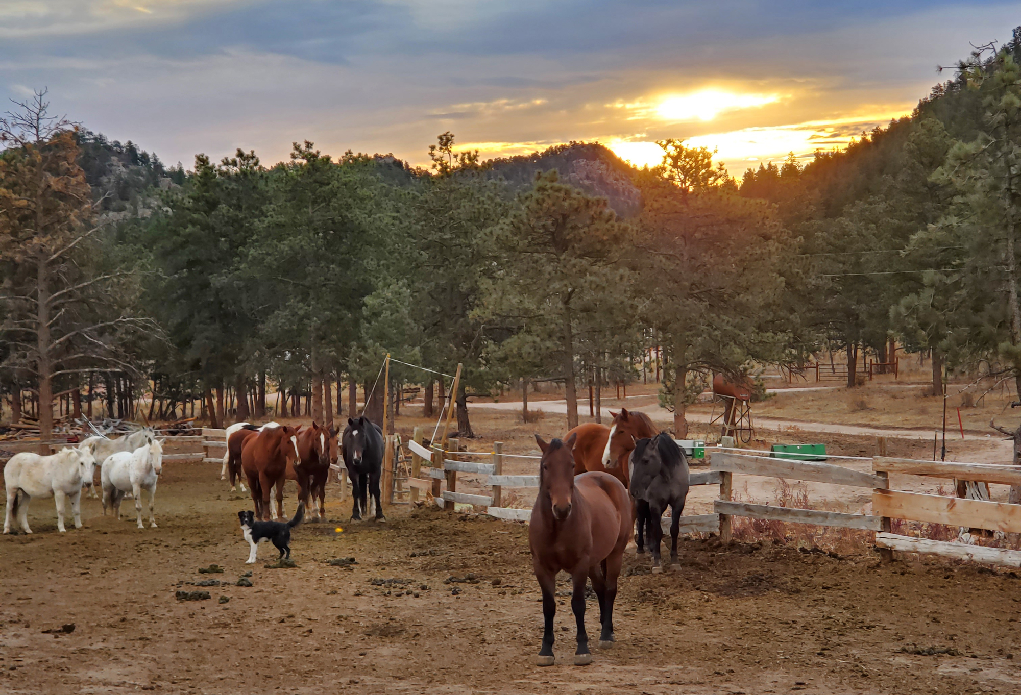 sundance-trail-guest-ranch-dog-horses horses at the ranch