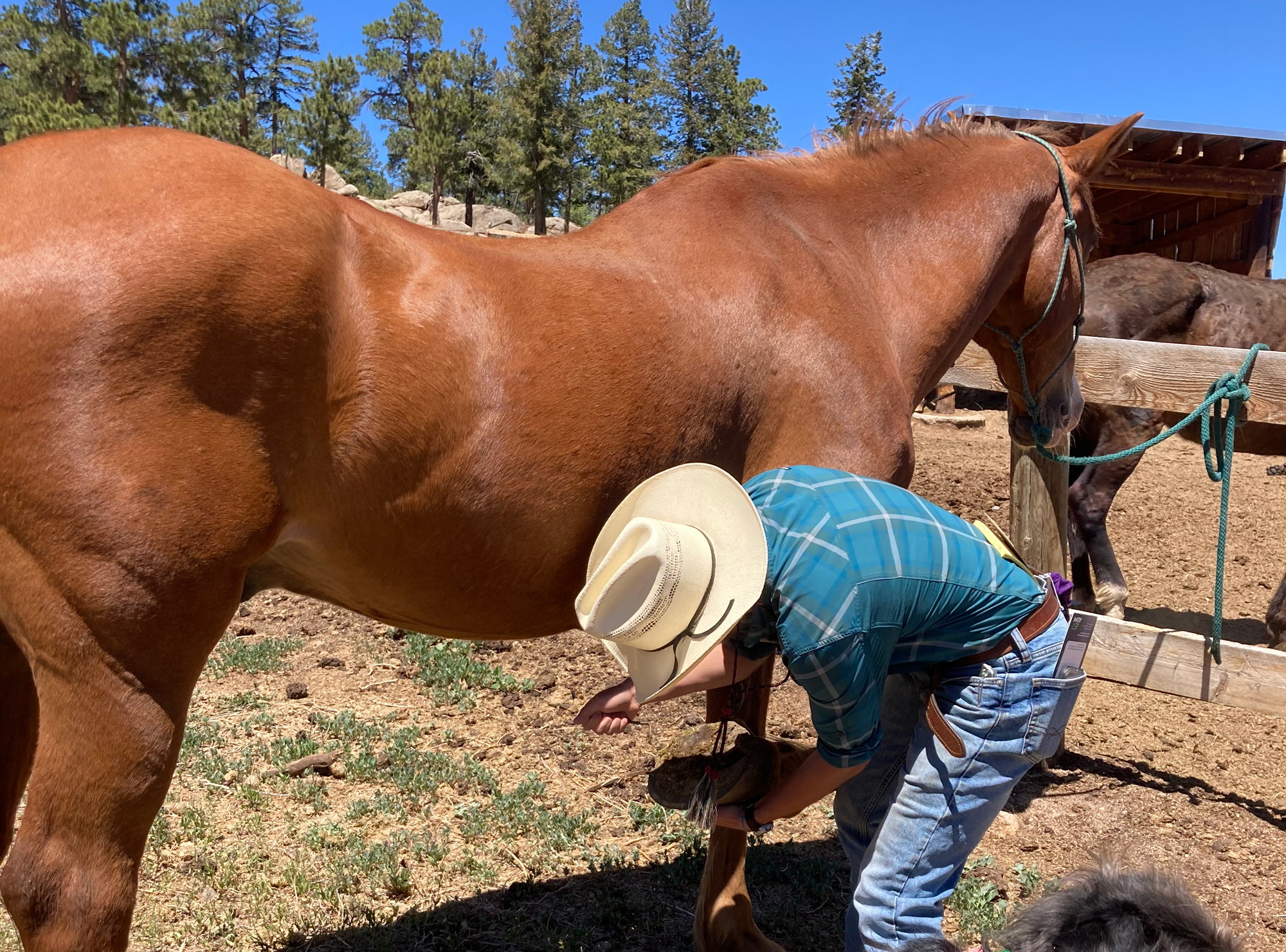 sundance-trail-guest-ranch-hoof-maintenance wrangler cleaning horse hoof