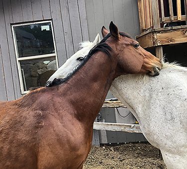 Two horses scratch each other's backs.