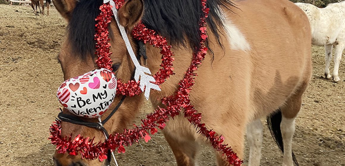 valentines-boone